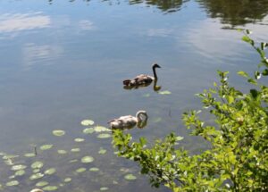 cygne des étangs de Commelles